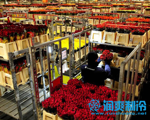 建一个鲜花冷库需要多少钱