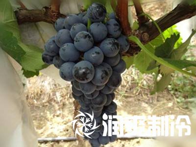 葡萄